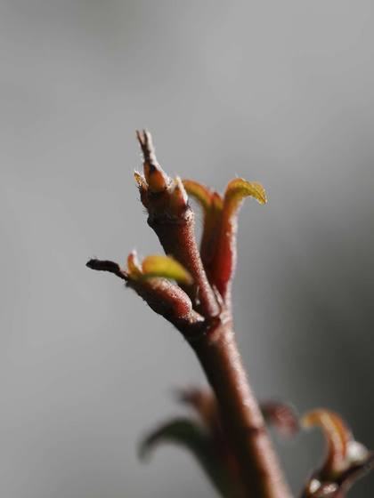 New red rose shoots in sharp focus against a soft grey background