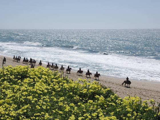 Line of horseback riders on a beach between a wildflower band and sunlit surf