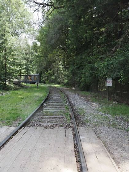 Rail tracks curving away through redwoods from a wooden crossing