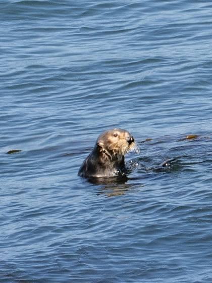 Sea otter head-up in blue rippled water