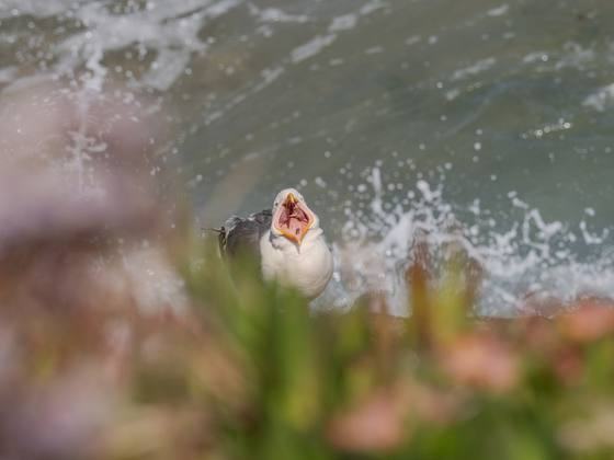 Gull calling, photographed through out-of-focus pink flowers with surf behind