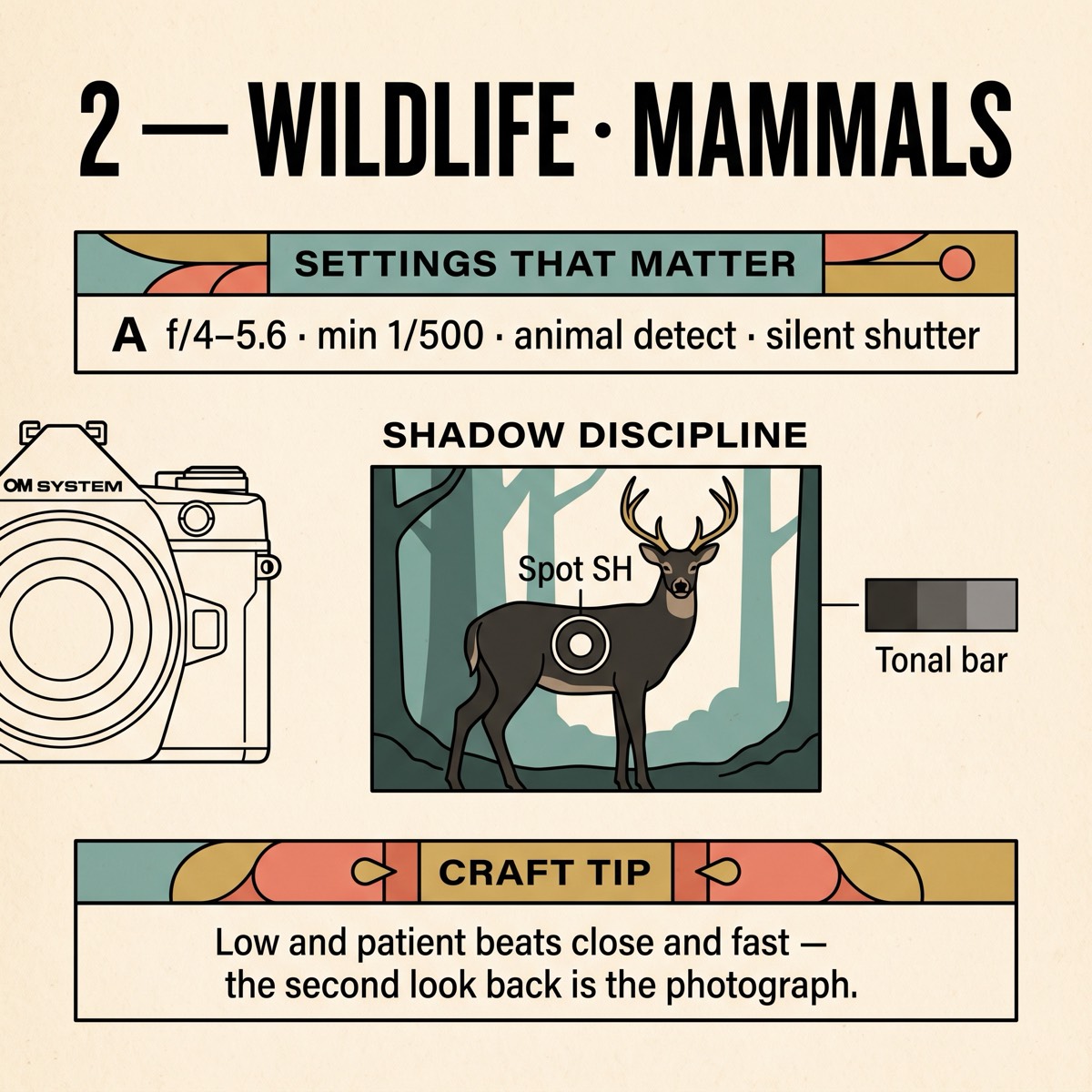 Field card infographic: Wildlife · Mammals