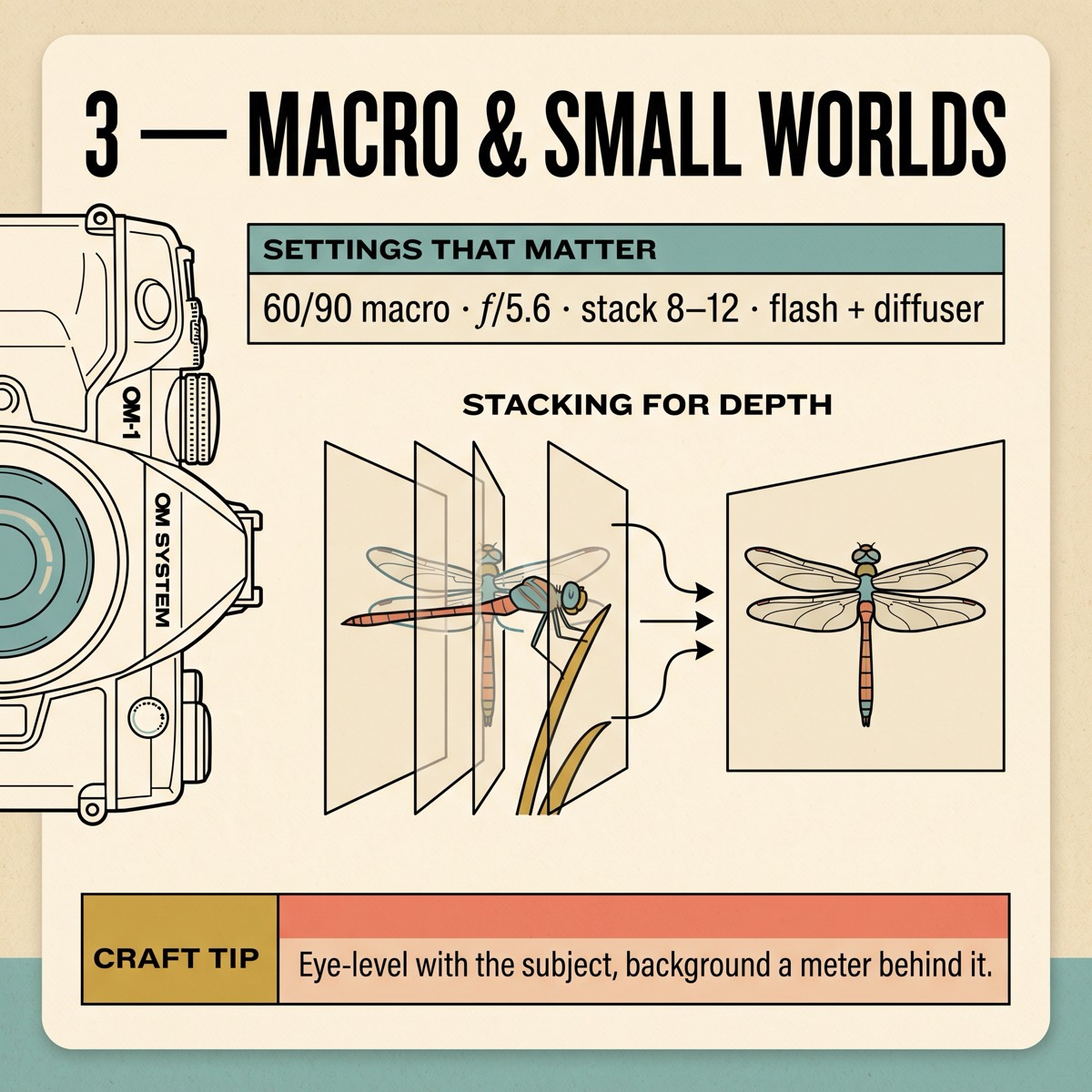 Field card infographic: Macro & Small Worlds