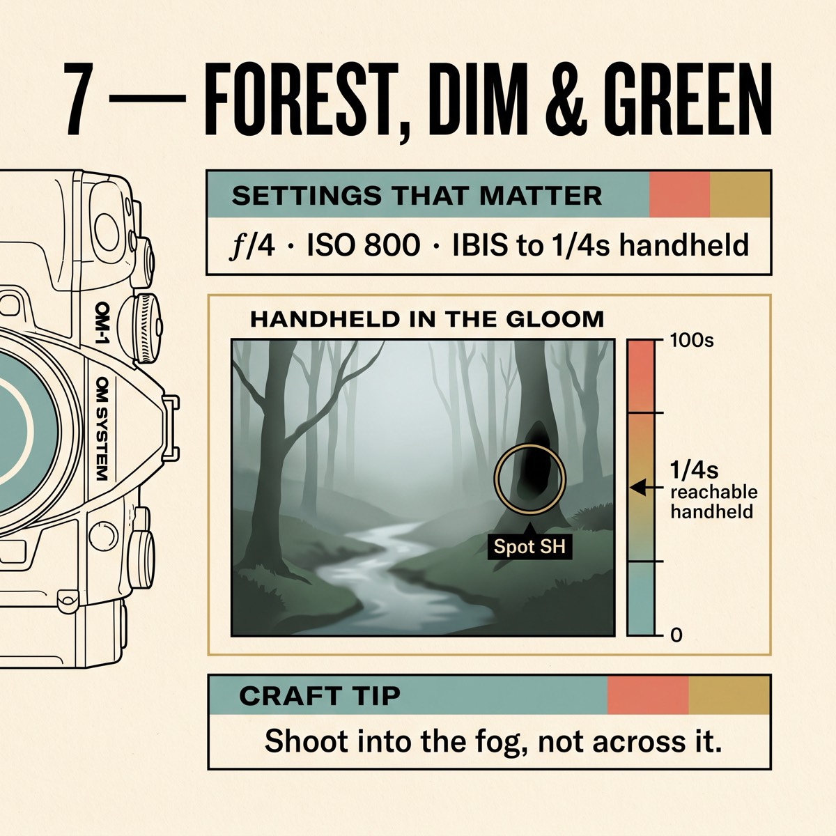 Field card infographic: Forest, Dim & Green